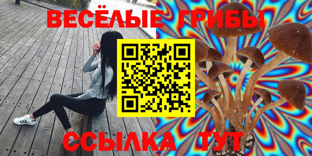 где найти   Псилоцибиновые грибы GOLDEN TEACHER  Вход с VPN  Елизово  Галлюциногенные грибы Psilocybe 